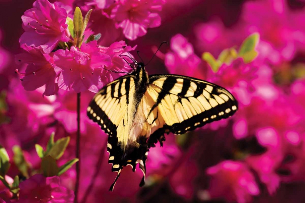 Swallowtail on Azalea art print by Alan Hausenflock for $57.95 CAD