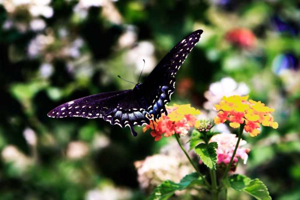 Black Swallowtail II art print by Alan Hausenflock for $57.95 CAD