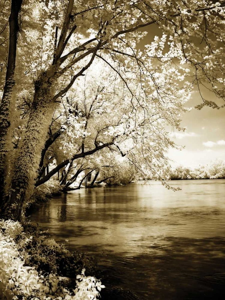 Spring on the River I art print by Alan Hausenflock for $57.95 CAD