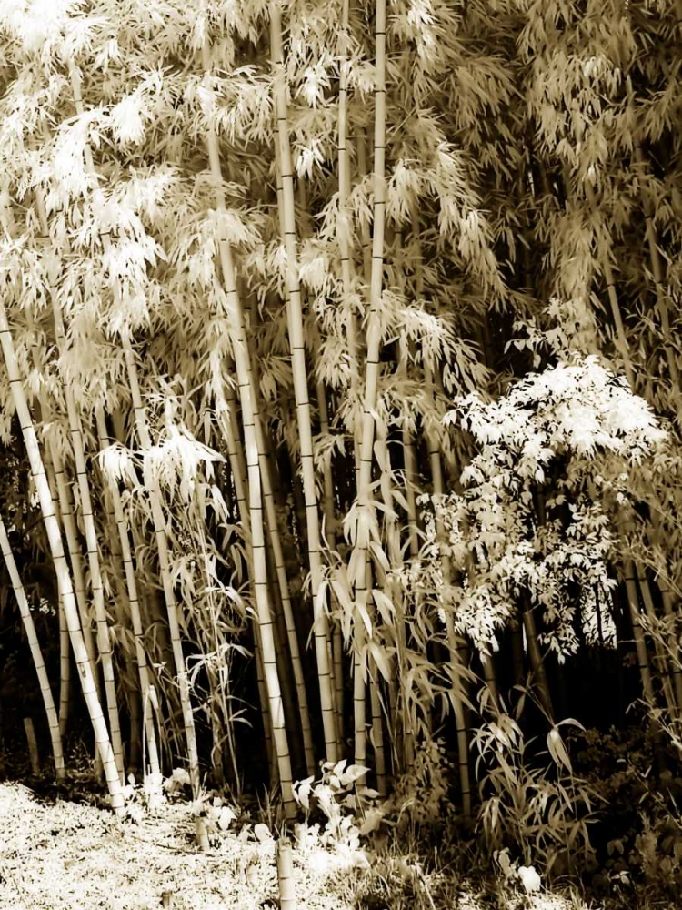 Bamboo Grove II art print by Alan Hausenflock for $57.95 CAD