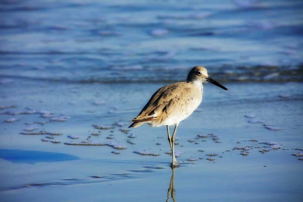 Sandpiper in the Surf II art print by Alan Hausenflock for $57.95 CAD