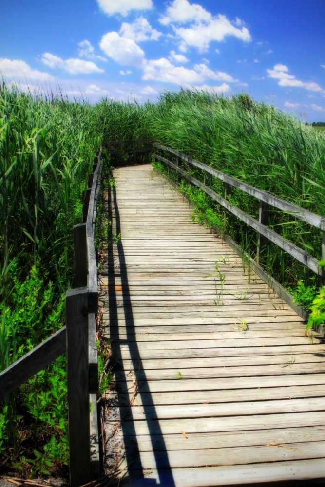 Wetland Walkway I art print by Alan Hausenflock for $57.95 CAD