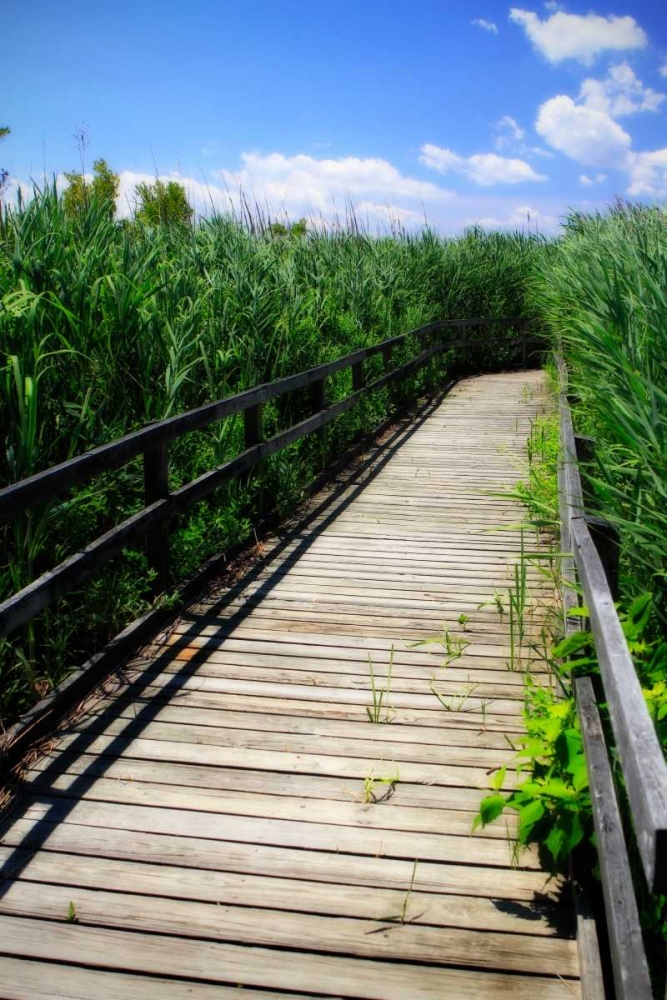 Wetland Walkway II art print by Alan Hausenflock for $57.95 CAD