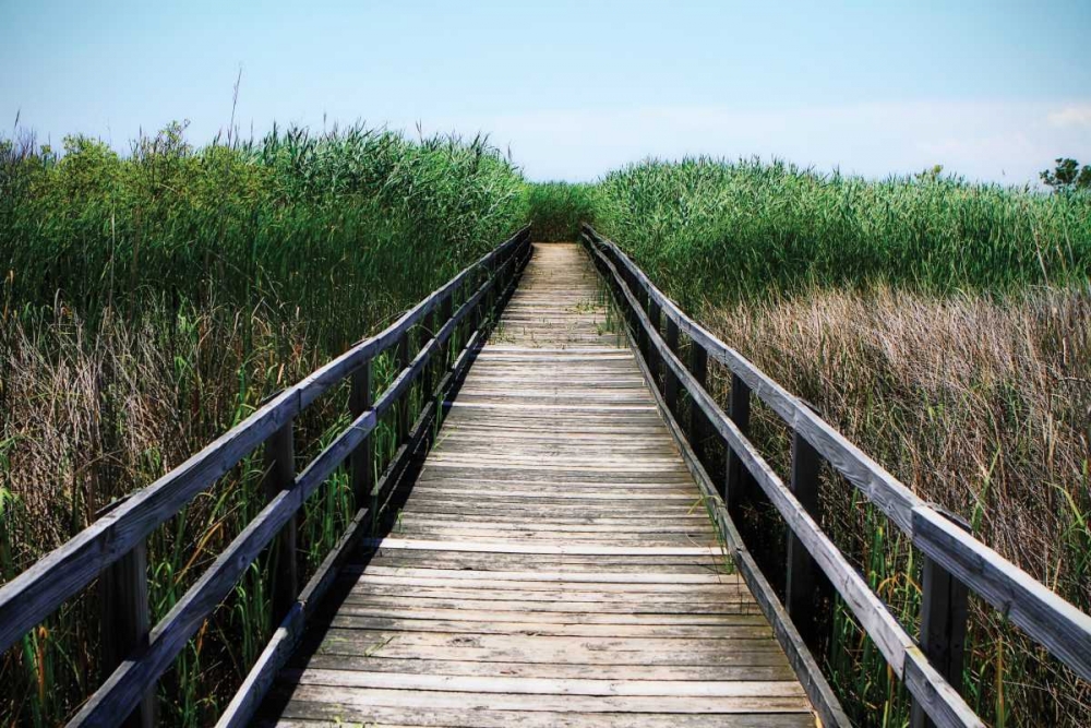 Wetland Walkway III art print by Alan Hausenflock for $57.95 CAD