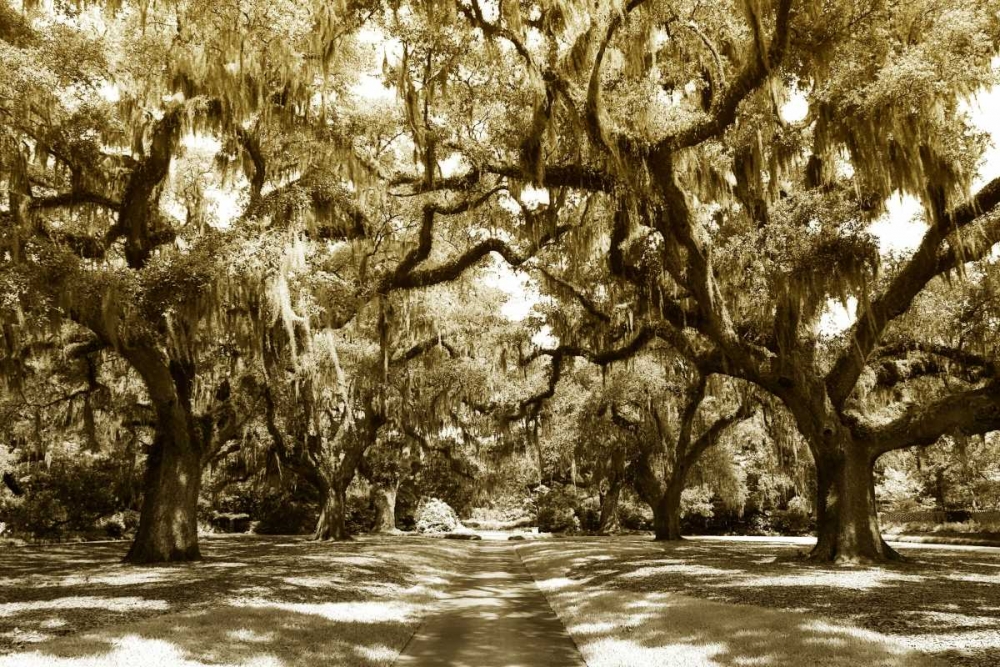Druid Oaks I art print by Alan Hausenflock for $57.95 CAD