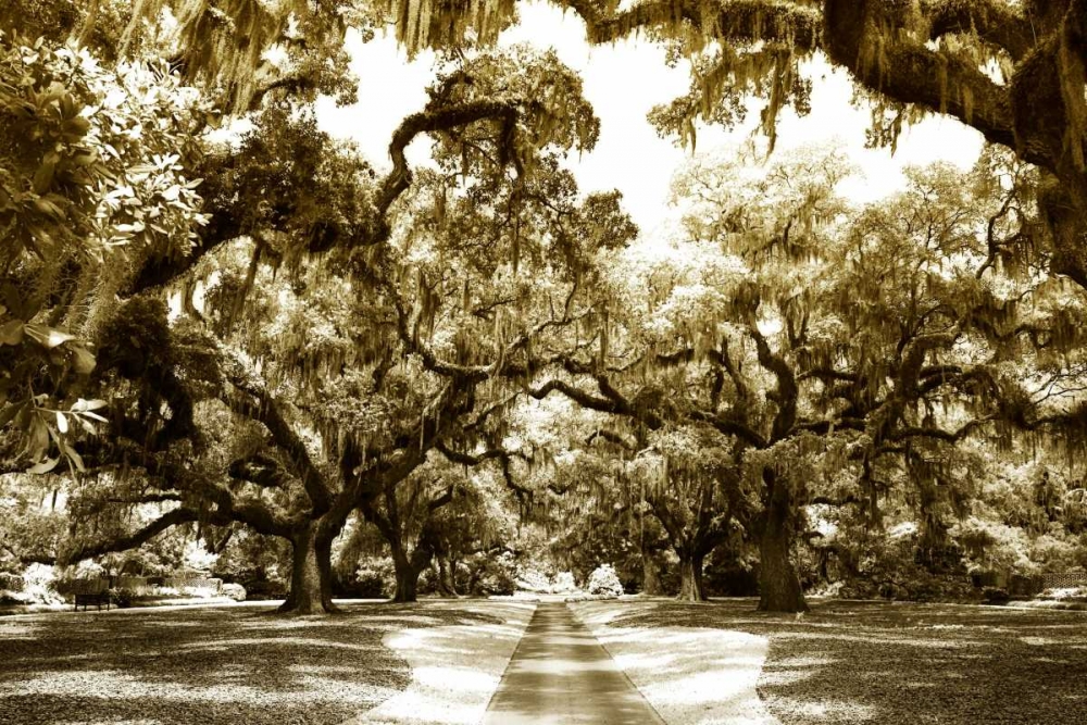 Druid Oaks II art print by Alan Hausenflock for $57.95 CAD