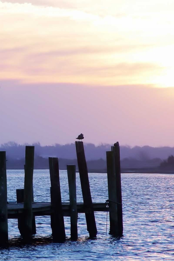 Seagulls at Sunset art print by Alan Hausenflock for $57.95 CAD