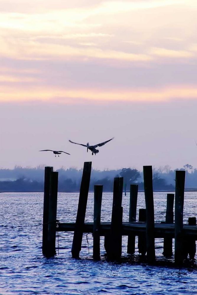 Pelican and Friend art print by Alan Hausenflock for $57.95 CAD