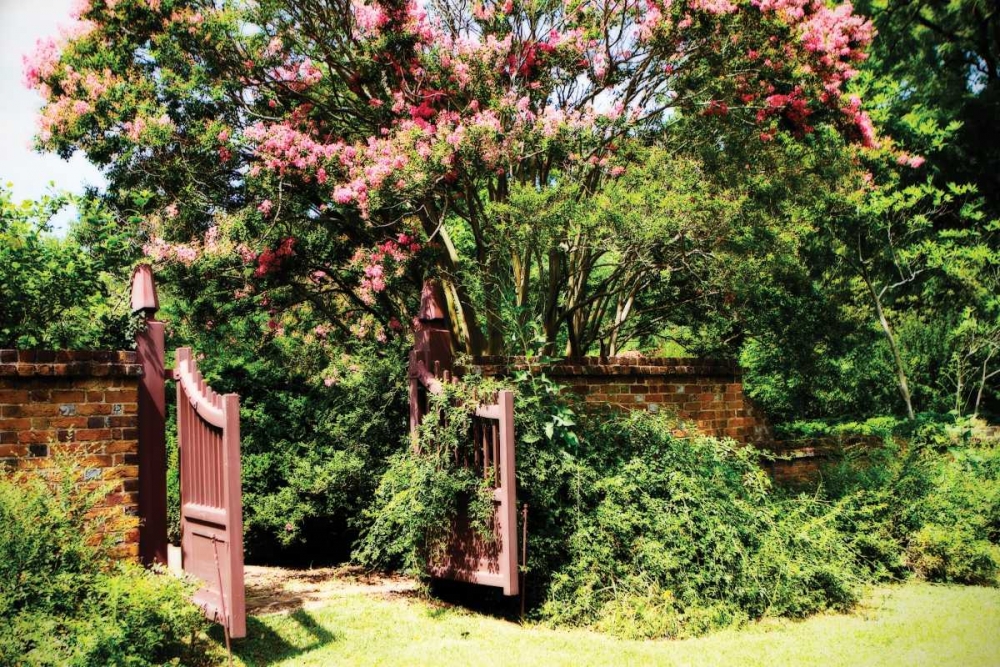 Crepe Myrtle I art print by Alan Hausenflock for $57.95 CAD