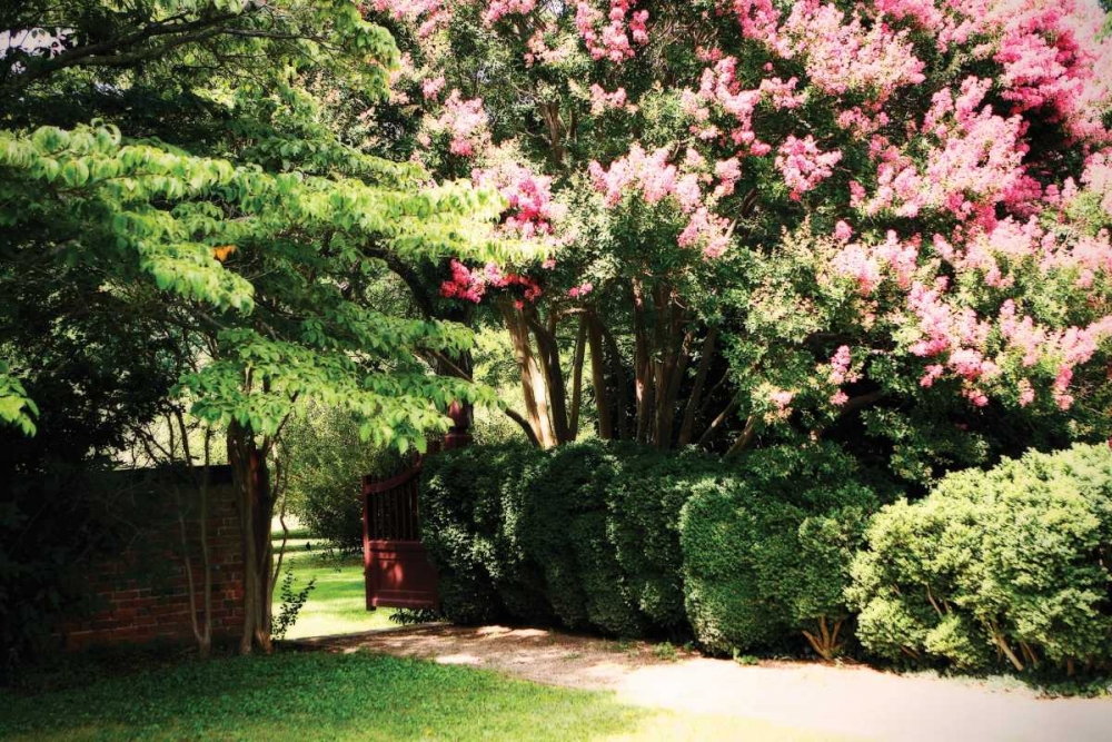 Crepe Myrtle II art print by Alan Hausenflock for $57.95 CAD