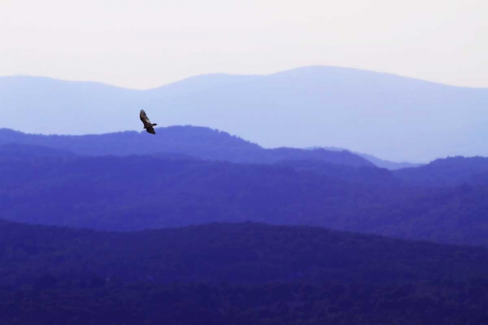 Blue Ridge II art print by Alan Hausenflock for $57.95 CAD