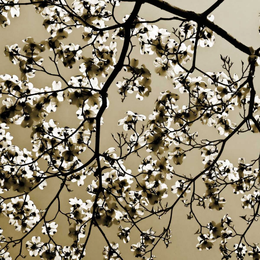 Dogwood Square II art print by Alan Hausenflock for $57.95 CAD