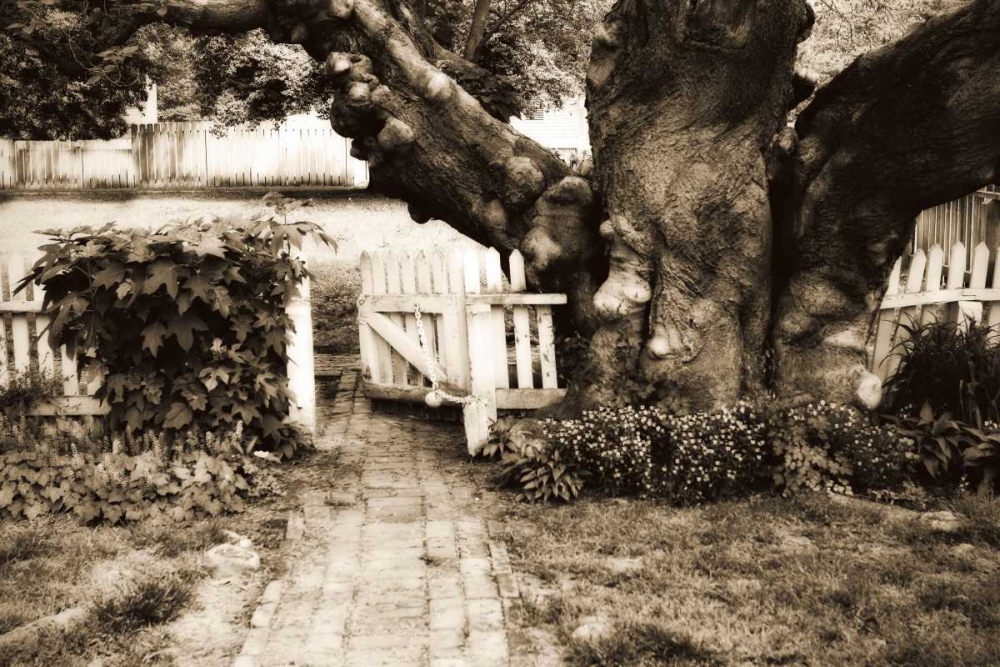 Grandfather Tree I art print by Alan Hausenflock for $57.95 CAD