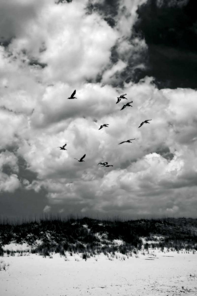 Pelicans over Dunes VI art print by Alan Hausenflock for $57.95 CAD