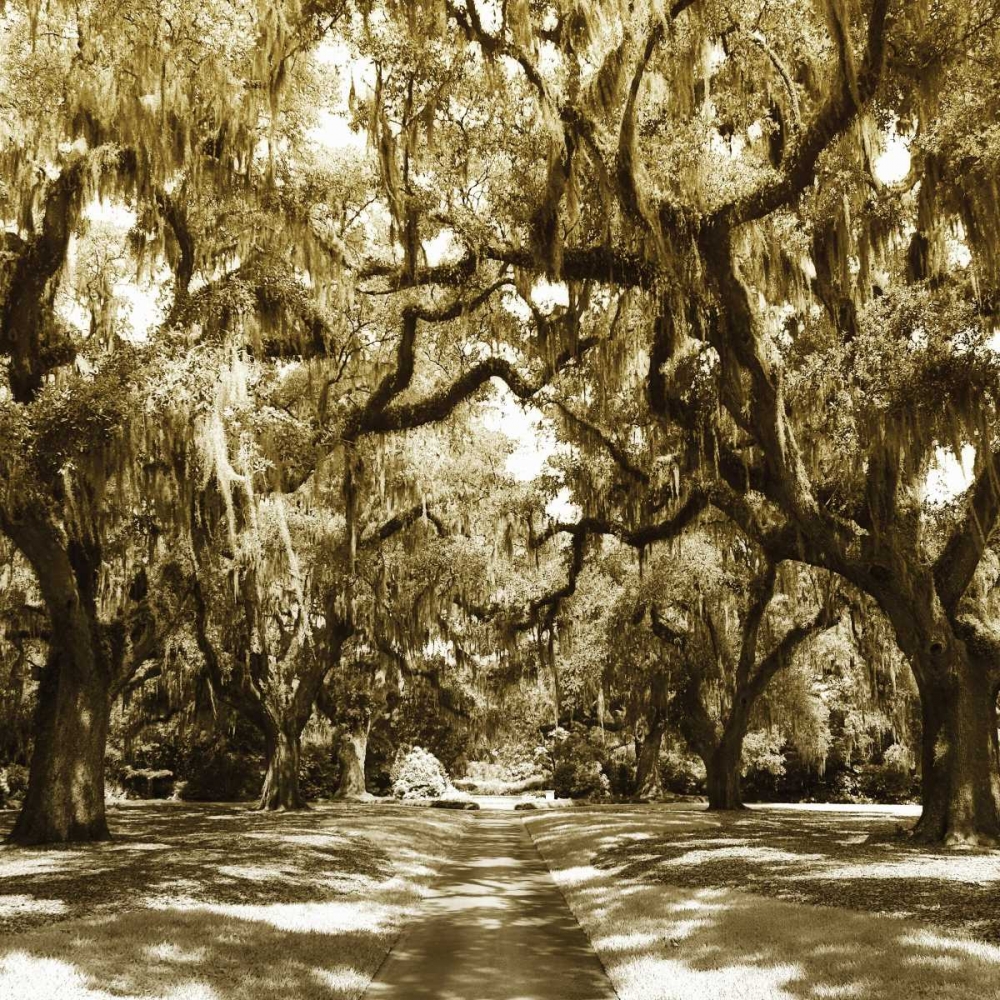Druid Oak Square I art print by Alan Hausenflock for $57.95 CAD
