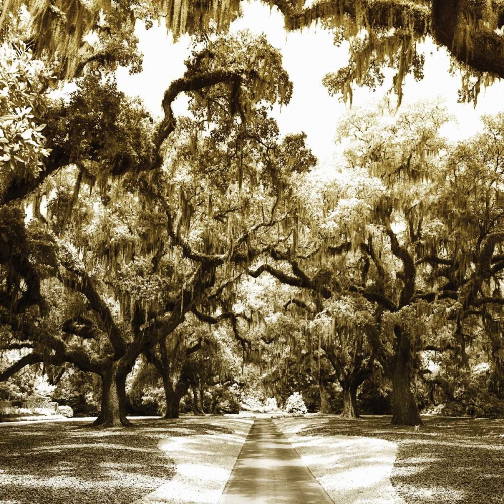 Druid Oak Square II art print by Alan Hausenflock for $57.95 CAD