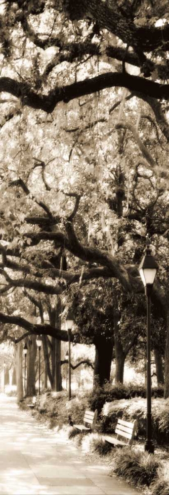 Savannah in Sepia I art print by Alan Hausenflock for $57.95 CAD