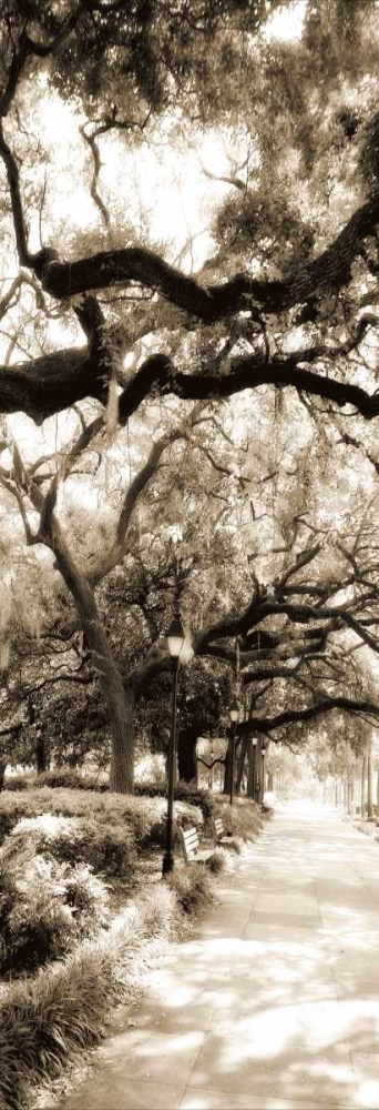 Savannah in Sepia II art print by Alan Hausenflock for $57.95 CAD