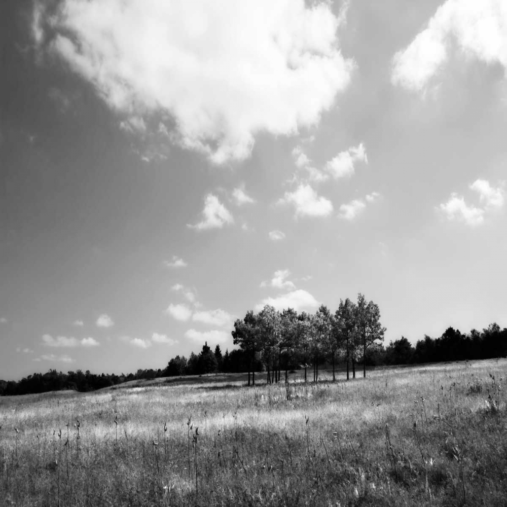 Tree Line Sq. I art print by Alan Hausenflock for $57.95 CAD