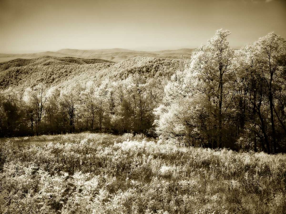 Piney Mountain II art print by Alan Hausenflock for $57.95 CAD