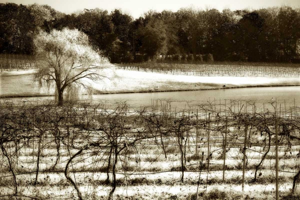 Vineyard II art print by Alan Hausenflock for $57.95 CAD