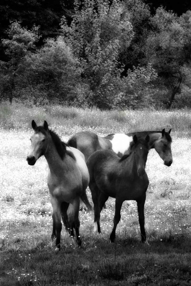 The Horses Three I art print by Alan Hausenflock for $57.95 CAD