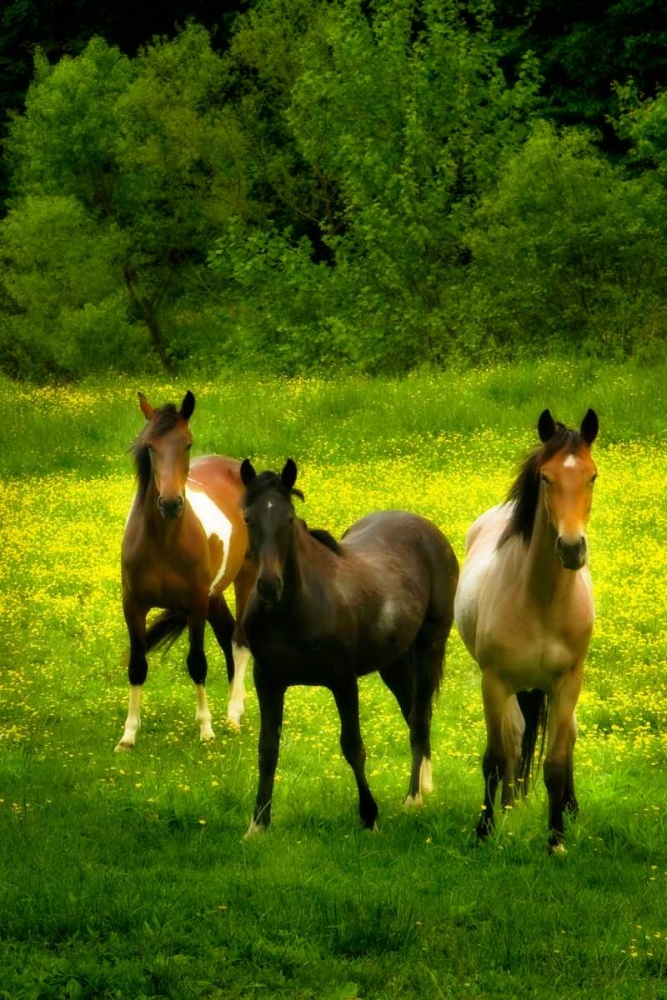 The Horses Three II art print by Alan Hausenflock for $57.95 CAD