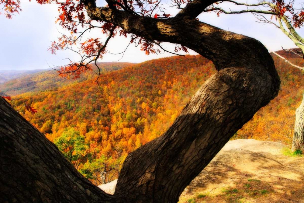Wildcat Ridge I art print by Alan Hausenflock for $57.95 CAD