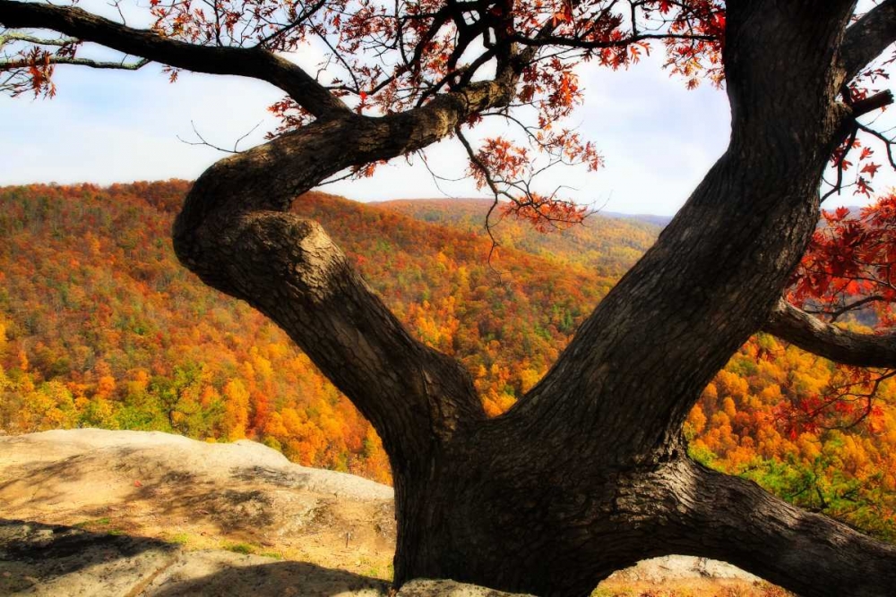Wildcat Ridge II art print by Alan Hausenflock for $57.95 CAD