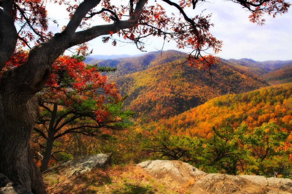 Wildcat Ridge III art print by Alan Hausenflock for $57.95 CAD