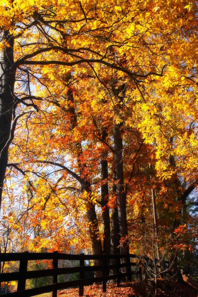 Boughs of Gold I art print by Alan Hausenflock for $57.95 CAD