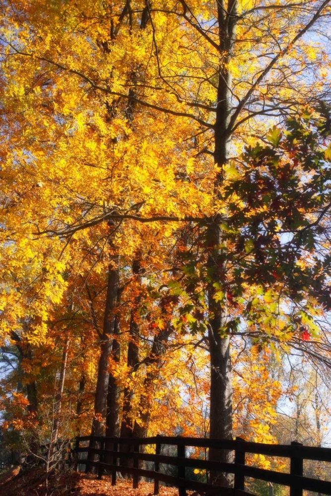 Boughs of Gold II art print by Alan Hausenflock for $57.95 CAD