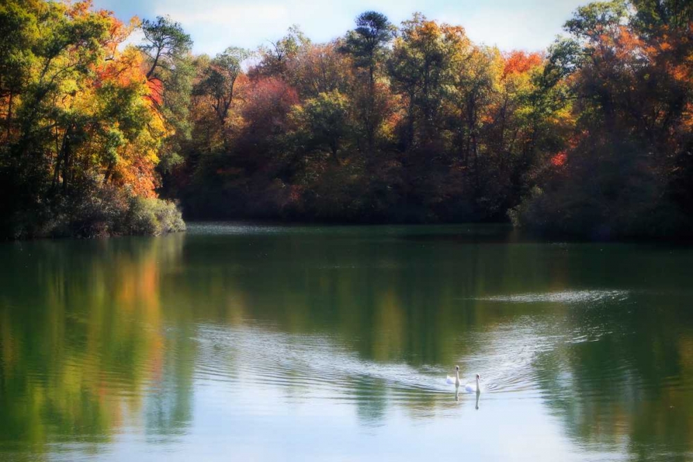 Swans on the Lake II art print by Alan Hausenflock for $57.95 CAD
