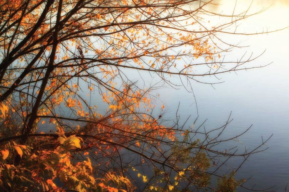 Leaves of Orange I art print by Alan Hausenflock for $57.95 CAD