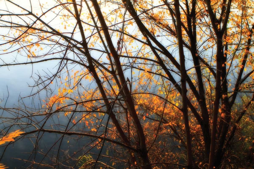 Leaves of Orange IV art print by Alan Hausenflock for $57.95 CAD