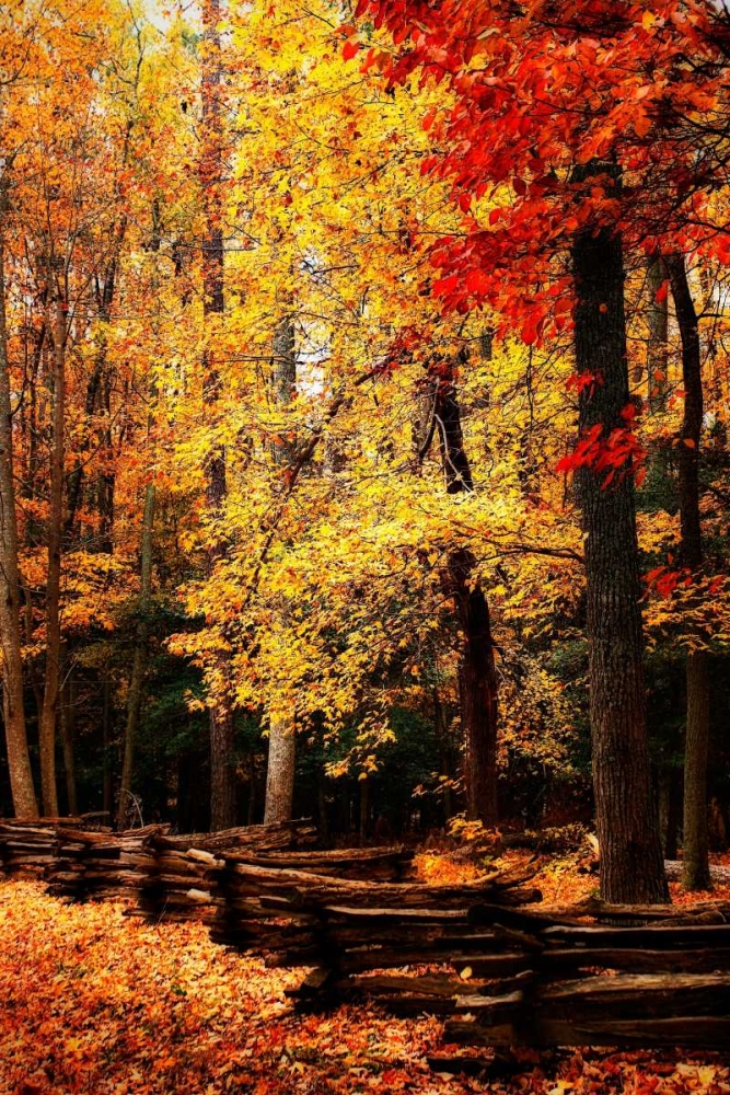 Split Rail Fence II art print by Alan Hausenflock for $57.95 CAD