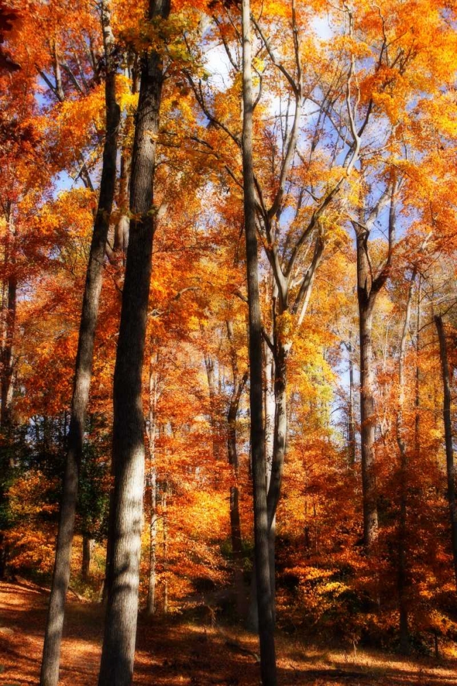 Autumn Cathedral I art print by Alan Hausenflock for $57.95 CAD