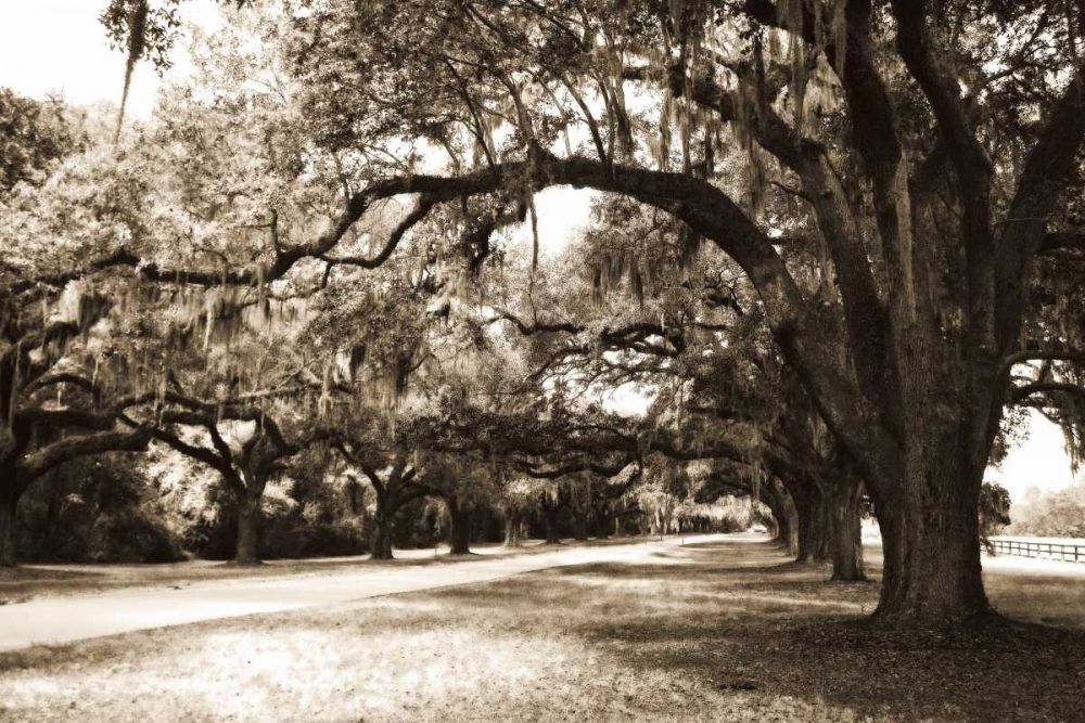 Charleston Oaks 9 Sepia art print by Alan Hausenflock for $57.95 CAD