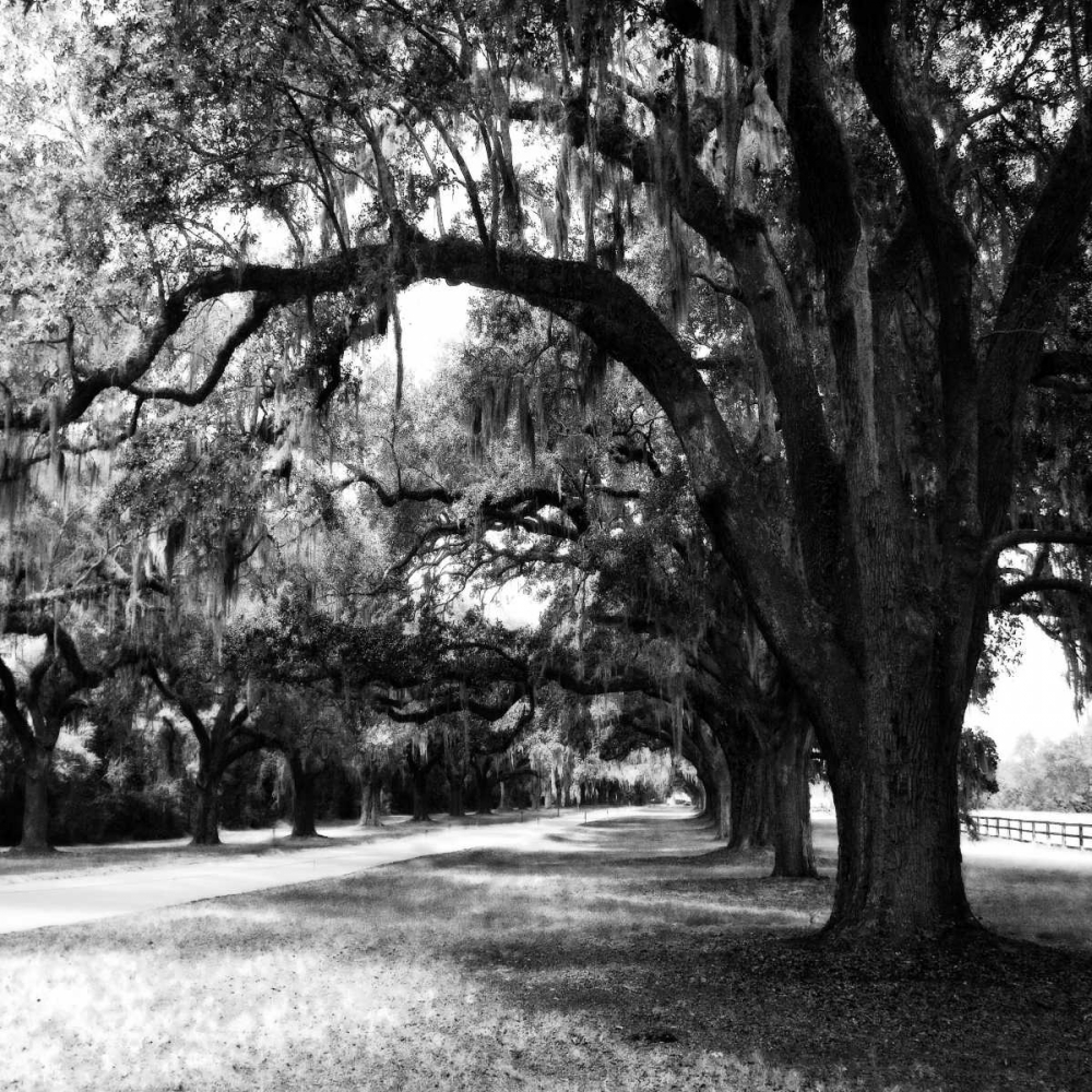 Charleston Oaks Sq IX art print by Alan Hausenflock for $57.95 CAD