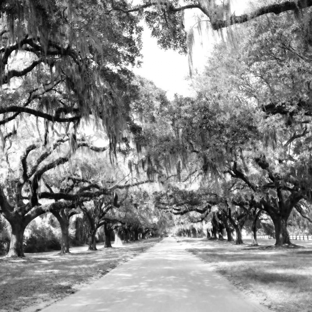 Charleston Oaks Sq. X art print by Alan Hausenflock for $57.95 CAD