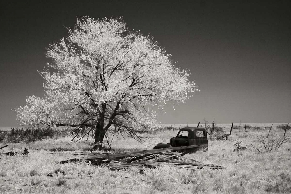 Truck and Tree art print by George Johnson for $57.95 CAD