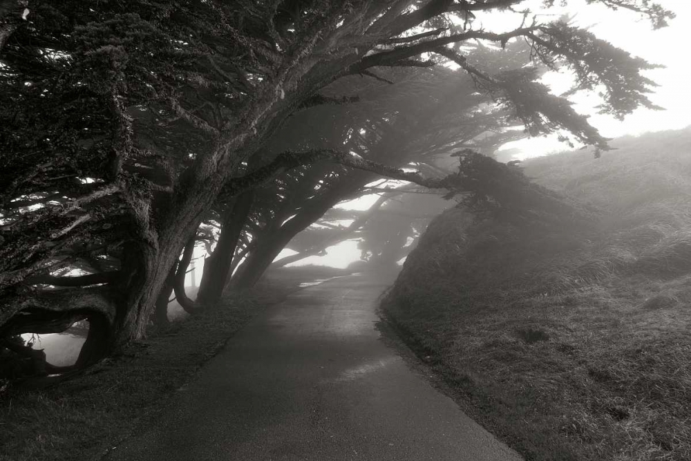 Point Reyes I art print by George Johnson for $57.95 CAD
