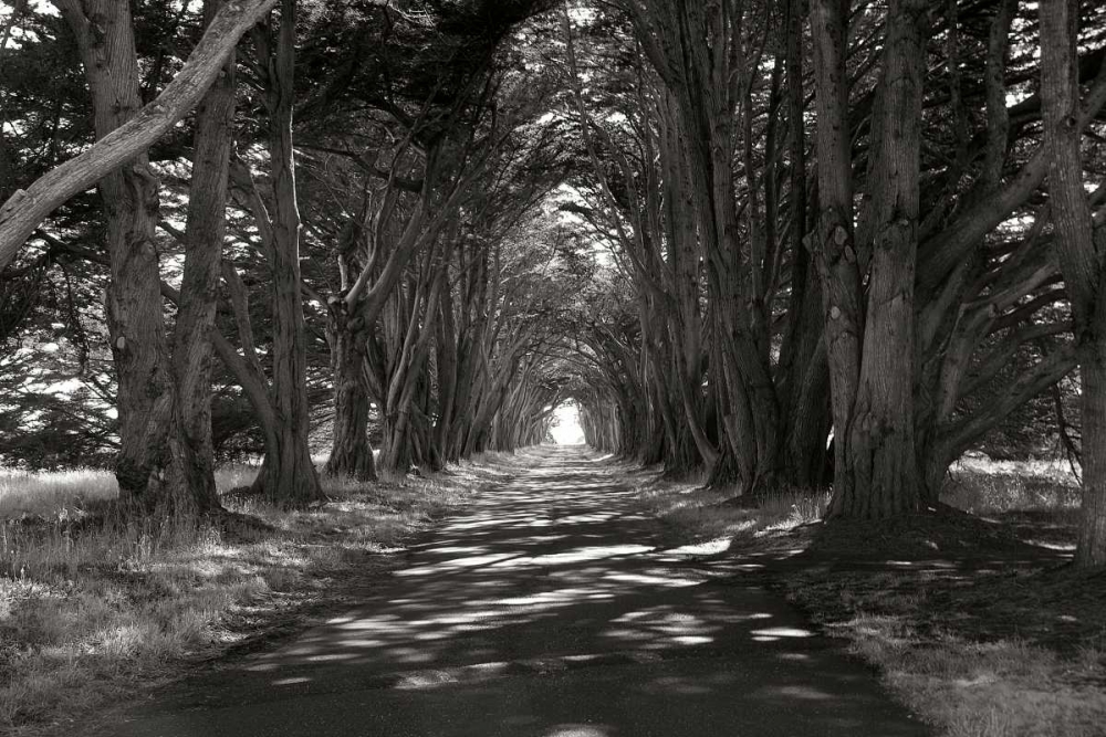 Point Reyes II art print by George Johnson for $57.95 CAD