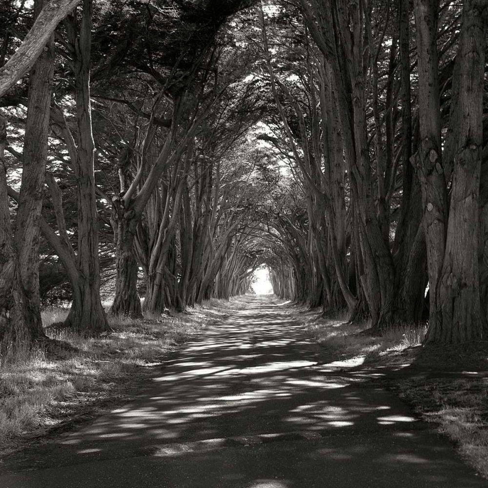 Point Reyes IV art print by George Johnson for $57.95 CAD