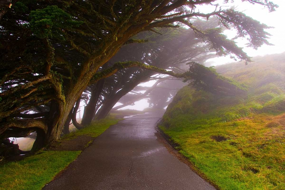 Foggy Path art print by George Johnson for $57.95 CAD