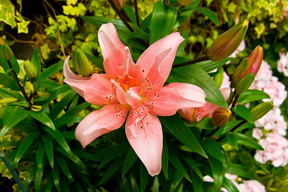 Pink Lily art print by George Johnson for $57.95 CAD