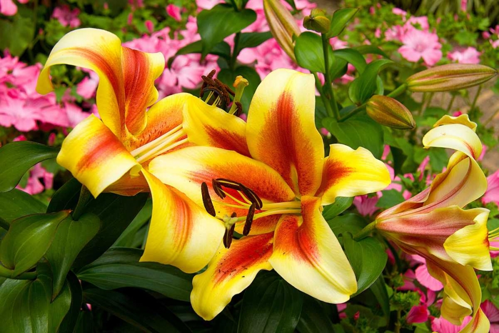 Yellow Lilies art print by George Johnson for $57.95 CAD