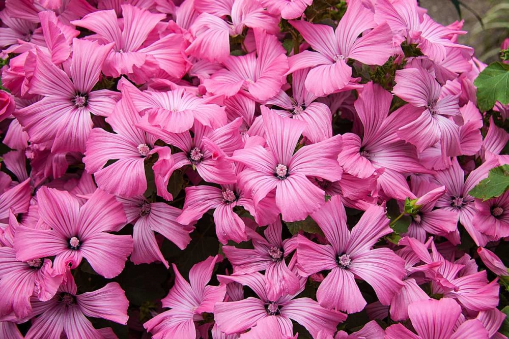 Pink Flowers art print by George Johnson for $57.95 CAD