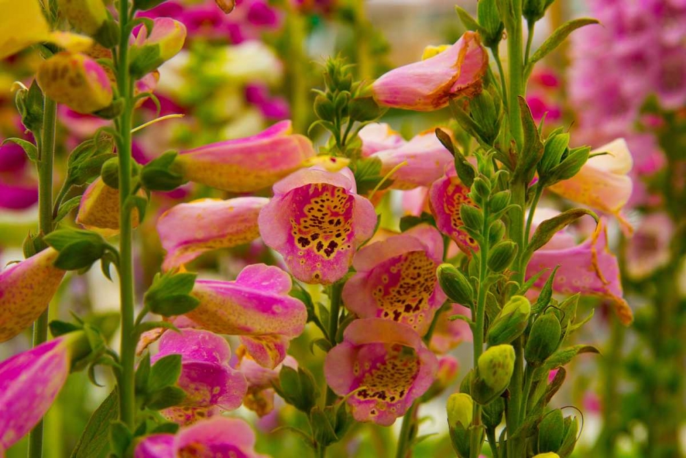 Purple and Yellow Bells art print by George Johnson for $57.95 CAD