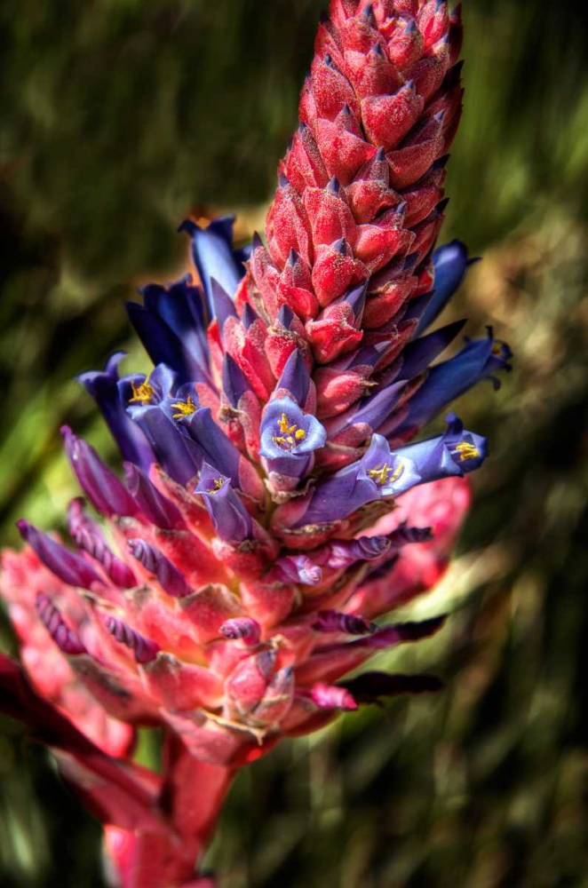 Blue and Red Flower art print by George Johnson for $57.95 CAD